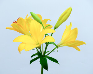 Soft focus of Bouquet of fresh Yellow planet trumpet Lily flowers and buds isolated on a white background, decoration concept