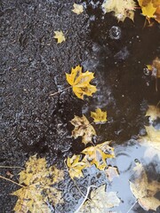 yellow maple leaves