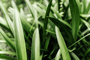 Obraz premium Creative nature layout made of tropical leaves. Summer concept.