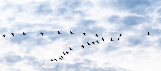 Kraniche fliegen am Himmel auf dem Darß bei Prerow,  