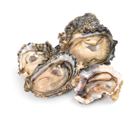 oysters an isolated on white background.