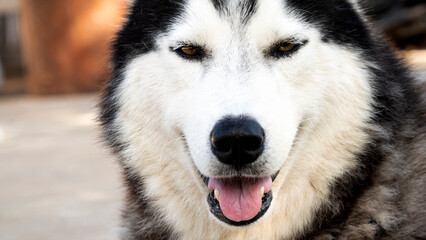 Obraz premium Close up Siberian Husky looking at camera..