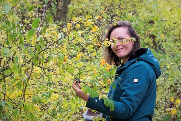 Woman picking sloe berries, for sloe gin.