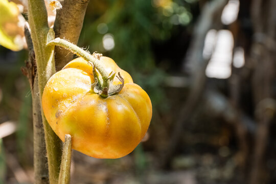 Closeup Image of an Unripe Tomato