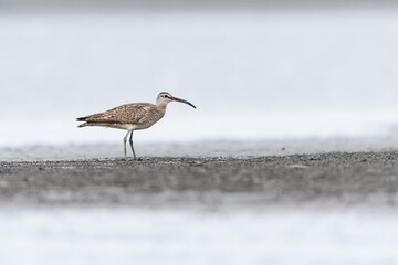 Obraz premium チュウシャクシギ(Whimbrel)