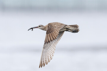 カニをくわえて飛ぶチュウシャクシギ(Whimbrel)