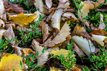 colorful autumn background, fallen colorful leaves on a background of green, autumn bushes