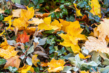 colorful autumn background, fallen colorful leaves on a background of green, autumn bushes