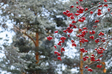 Red mountain ash in the winter forest. It's snowing in the woods. Beautiful winter landscape
