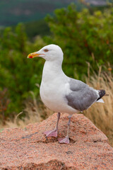 Black Backed Gull at Arcadia National Park 