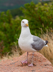 Obraz premium Black Backed Gull at Arcadia National Park 