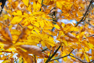 yellow and orange autumn leaves