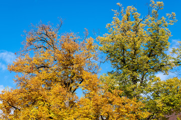 yellow and orange autumn leaves