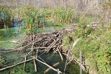 Beaver Lodge, Elk Island National Park, Alberta