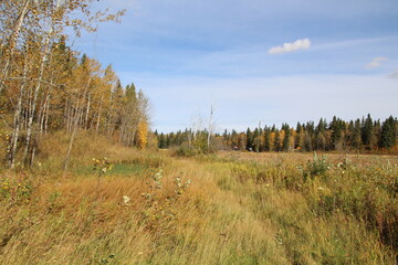 Fototapeta premium Into The Grasslands, Elk Island National Park, Alberta