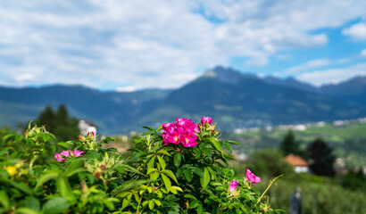 Obraz premium Beautiful alpine landscape in the Alps with fresh green meadows and blooming flowers and mountain tops in the background. Picturesque panoramic view of nature.