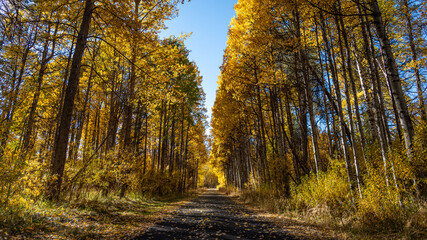 Autumn Trees in Oregon Forest