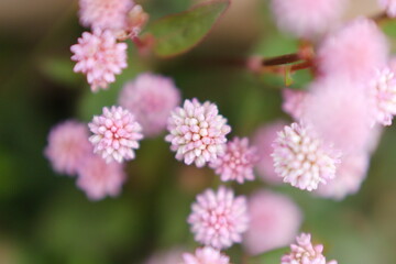 ツルヒメソバ花のアップ