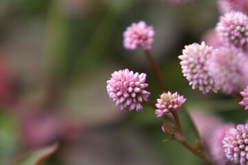 ポリゴナムのピンク色の花