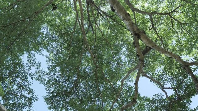 beautiful in nature green leaf scene of terminalia ivorensis tree leaves and branch in the park by bottom view angle panning shot