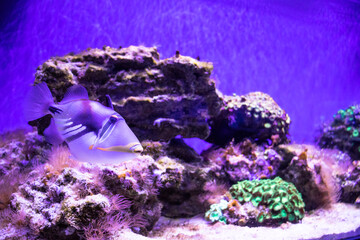 beautiful different fish inhabitants of the ocean in the aquarium