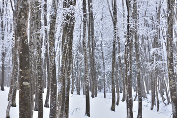 Fototapeta premium 冬の美人林