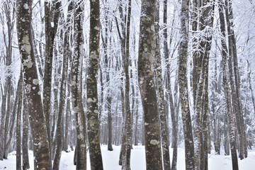 Fototapeta premium 冬の美人林