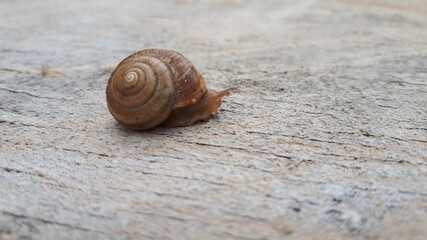 snail on the sand
