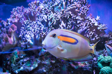 Fototapeta na wymiar beautiful different fish inhabitants of the ocean in the aquarium