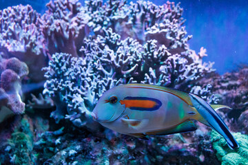 Naklejka na ściany i meble beautiful different fish inhabitants of the ocean in the aquarium
