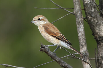 The red-backed shrike (Lanius collurio) sitting on the branch with dark green background.