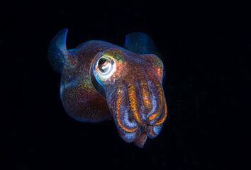 Berry's Bobtail Squid - Euprymna berryi in the night. Amazing underwater world of Tulamben, Bali, Indonesia.