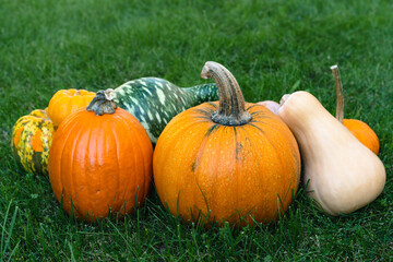Pumpkins and squash close up on the grass in the garden