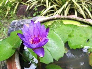 A single purple or violet water lily flower in a little basin.
