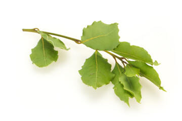 Green laurel leaves on the branch