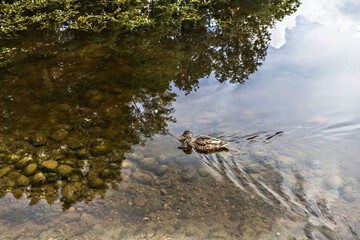A duck swims in a pond in the Park