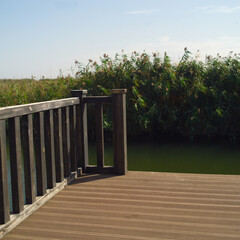 bridge against the reeds