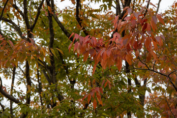 紅葉しかかっている木