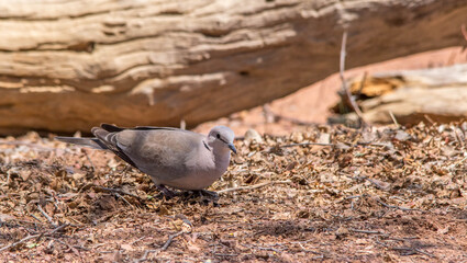 A cape turtle dove feeding on the ground in the African bush 