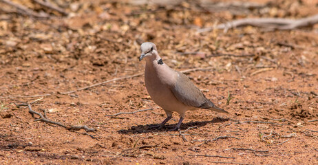 A cape turtle dove feeding on the ground in the African bush 