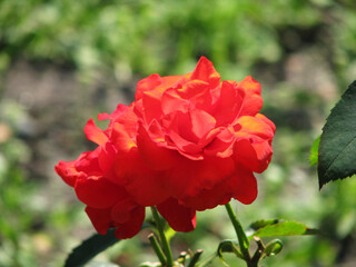 Obraz na płótnie Canvas Red rose in the garden beauty baccground