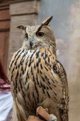 Eagle owl closeup