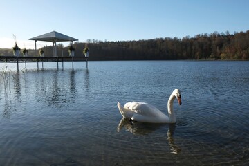 A beautiful moody landscape with swan on the lake and wooden pier with white gazebo and flower pots...
