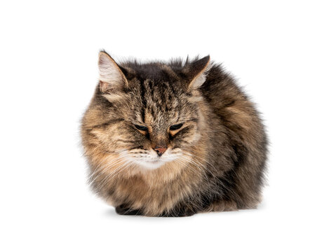 Cat crouching or sitting with legs and tail tucked under body. Long hair senior brown tabby cat (14 years). Concept for cat feeling defensive, fearful, frightened, sleepy or cold. Isolated on white.