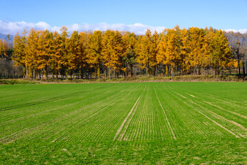 カラマツの防風林
