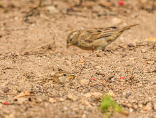 house sparrow (Passer domesticus) bathing in hole in dirt