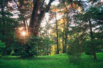 Obraz premium View of a beautiful park with large trees in fall season at sunset