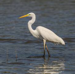 great egret (Ardea alba) alias common, large or great white egret or heron wading in pond