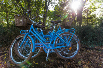 vélos en forêt 