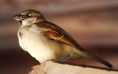 female house sparrow